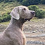 Pep S a rejoint le concours — aidez-le/la à gagner de superbes lots ! dog, weimaraner, outdoor, landscape, rocks, trees, nature, animal, pet, canine, grass, profile, muzzle, ears, fur, wild, scenery, looking, alert, majestic