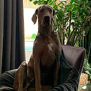 Pep S a rejoint le concours — aidez-le/la à gagner de superbes lots ! dog, great_dane, indoor, armchair, blanket, plant, greenery, window, curtain, furniture, pet, canine, relaxed, seated, cozy, home, natural_light, portrait, animal, living_room