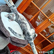 Fifille a rejoint le concours — aidez-le/la à gagner de superbes lots ! abyssinian, animal, bear, cabinet, canine, cat, closet, cupboard, den, dog, drawer, furniture, indoors, interiordesign, kitten, person, pet, sleeping, wood, woodpanels