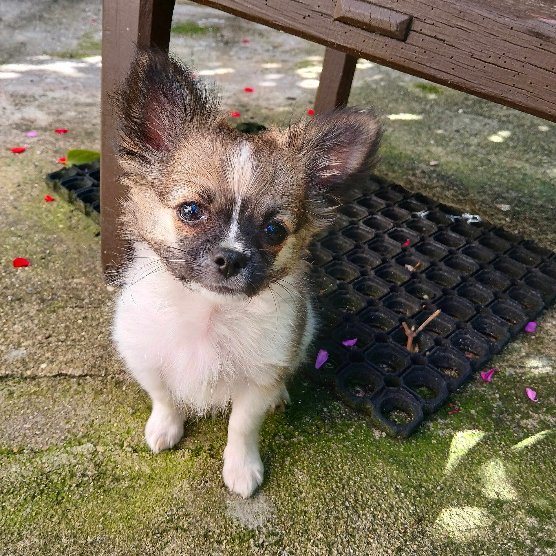 Aïko participe au concours pour gagner de l'argent avec cette photo : puppy, dog, small_dog, fluffy, ears, curious_eyes, outdoor, concrete, moss, rubber_mat, wooden_bench, pet, young_dog, pink_petals, nature, animal, cute, sitting, close_up, daylight