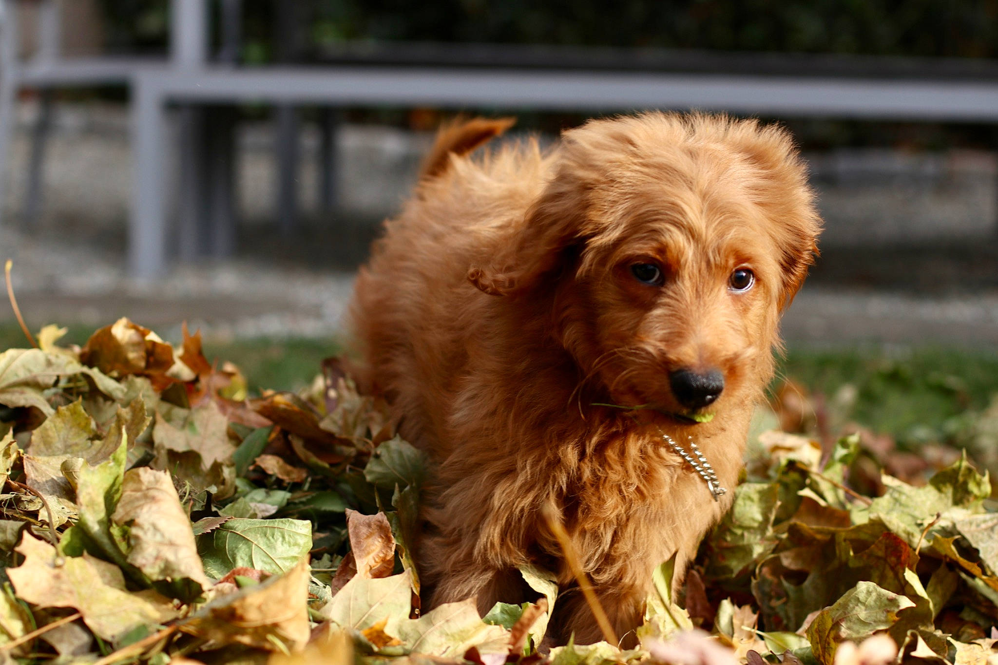 Oliver joined the competition — help win amazing prizes! basset_fauve_de_bretagne, canidae, carnivore, cockapoo, companion_dog, dog, dog_breed, dutch_smoushond, fawn, golden_retriever, goldendoodle, labradoodle, mammal, poodle_crossbreed, puppy, rare_breed_dog, sporting_group, styrian_coarse_haired_hound, terrier, vertebrate