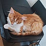 Garfield participe au concours pour gagner de l'argent avec cette photo : cat, kitten, sleeping, orange_cat, white_fur, printer, electronics, power_strip, cable, wooden_floor, indoor, pet, feline, resting, cute, fur, small_animal, appliance, household, relaxation