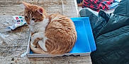 Garfield participe au concours pour gagner de l'argent avec cette photo : cat, orange_cat, white_fur, box, blue_box, wooden_table, curled_up, fur, domestic_cat, pet, indoor, fabric, colorful, jacket, plaid, red_plaid, cozy, resting, curious, animal
