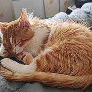 Garfield participe au concours pour gagner de l'argent avec cette photo : cat, kitten, sleeping, orange_fur, white_fur, curled_up, paw, tail, indoor, blanket, cozy, resting, fur, pet, cute, animal, domestic_cat, whiskers, relaxing, bedroom
