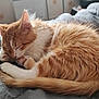 cat, kitten, sleeping, orange_fur, white_fur, curled_up, paw, tail, indoor, blanket, cozy, resting, fur, pet, cute, animal, domestic_cat, whiskers, relaxing, bedroom