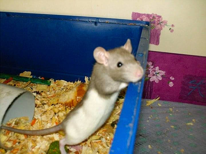 Dumbo a rejoint le concours — aidez-le/la à gagner de superbes lots ! chinchilla, degu, dormouse, fawn, gerbil, hamster, mammal, mouse, muridae, muroidea, organism, pest, rat, rodent, small_animal_food, whiskers