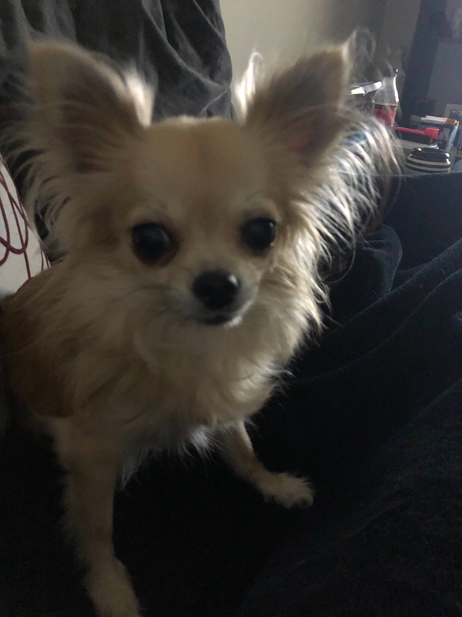 Ivana a rejoint le concours — aidez-le/la à gagner de superbes lots ! canidae, carnivore, chihuahua, companion_dog, dog, dog_breed, ear, fawn, fur, mammal, puppy, snout, sporting_group, toy_dog, whiskers