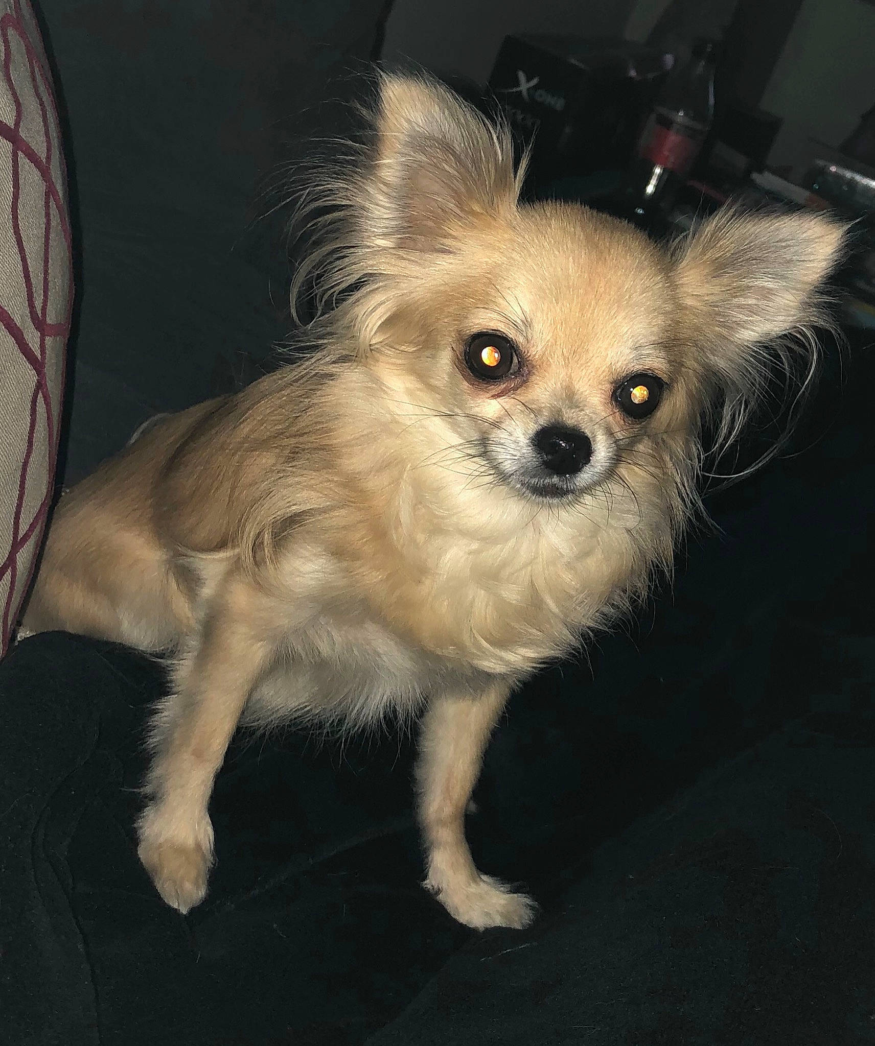 Ivana a rejoint le concours — aidez-le/la à gagner de superbes lots ! canidae, carnivore, chihuahua, companion_dog, dog, dog_breed, ear, fawn, fur, mammal, puppy, snout, sporting_group, toy_dog, vertebrate, whiskers