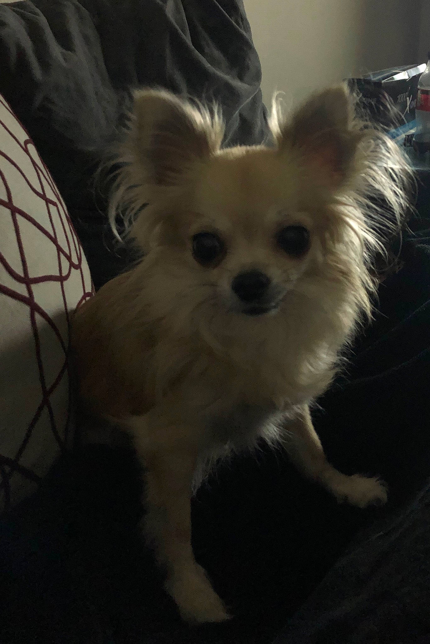 Ivana participe au concours pour gagner de l'argent avec cette photo : black_and_white, canidae, carnivore, companion_dog, dog, dog_breed, ear, fawn, fur, mammal, papillon, puppy, snout, sporting_group, toy_dog, whiskers