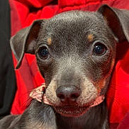 Princess joined the competition — help win amazing prizes! animal, black_fur, brown_fur, close_up, collar, cozy, curious, cute, dog, ears, fur, indoor, nose, paws, pet, puppy, red_blanket, resting, whiskers, young_dog