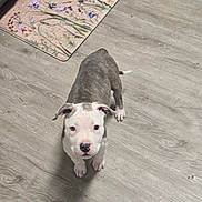 Stormy joined the competition — help win amazing prizes! adorable, animal, companion, curious, cute, dog, domestic_animal, ears, floor, gray, home, indoor, looking_up, mat, pet, puppy, small, white, wooden_floor, young_dog