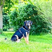 Bear joined the competition — help win amazing prizes! dog, animal, pet, outdoor, grass, nature, greenery, tree, leaves, canine, sitting, harness, portrait, fur, alert, summer, daylight, mammal, park, companion