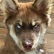 Phoenix is registered to the contest to win money with this photo: dog, close_up, blue_eyes, fluffy, brown_fur, white_fur, nose, ears, wooden_floor, indoor, pet, canine, curious, portrait, animal, furry, face, looking_at_camera, sitting, young_dog