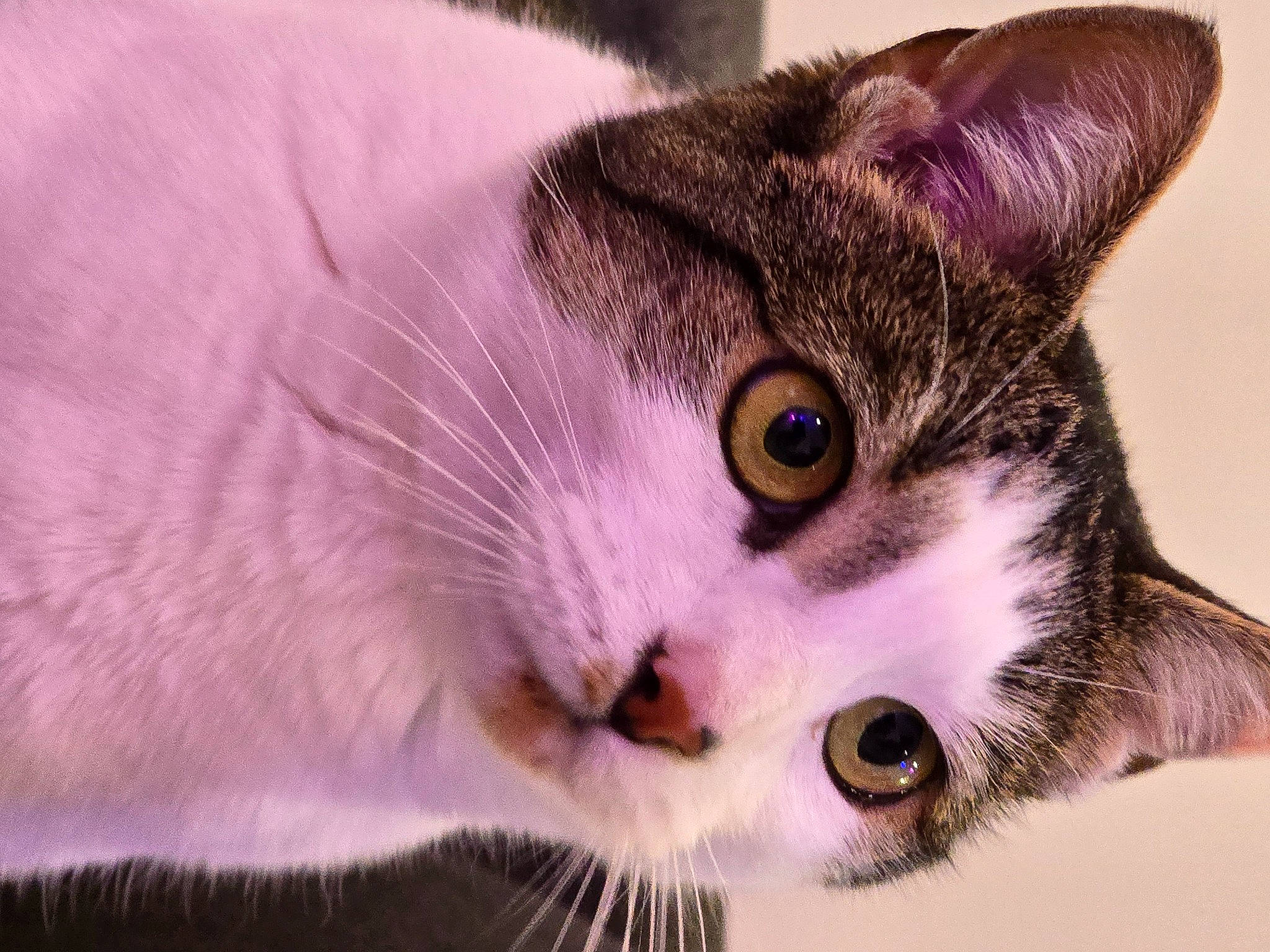 Olive joined the competition — help win amazing prizes! carnivore, cat, close_up, domestic_short_haired_cat, ear, eyelash, felidae, fur, paw, pet_supply, small_to_medium_sized_cats, snout, whiskers