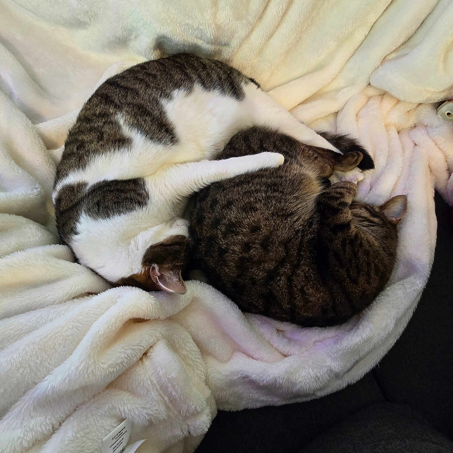 Kiwi And Olive is registered to the contest to win money with this photo: abyssinian, animal, bed, bedroom, blanket, cat, couch, furniture, homedecor, indoors, kitten, laundry, linen, manx, person, pet, quilt, room, sleeping, towel