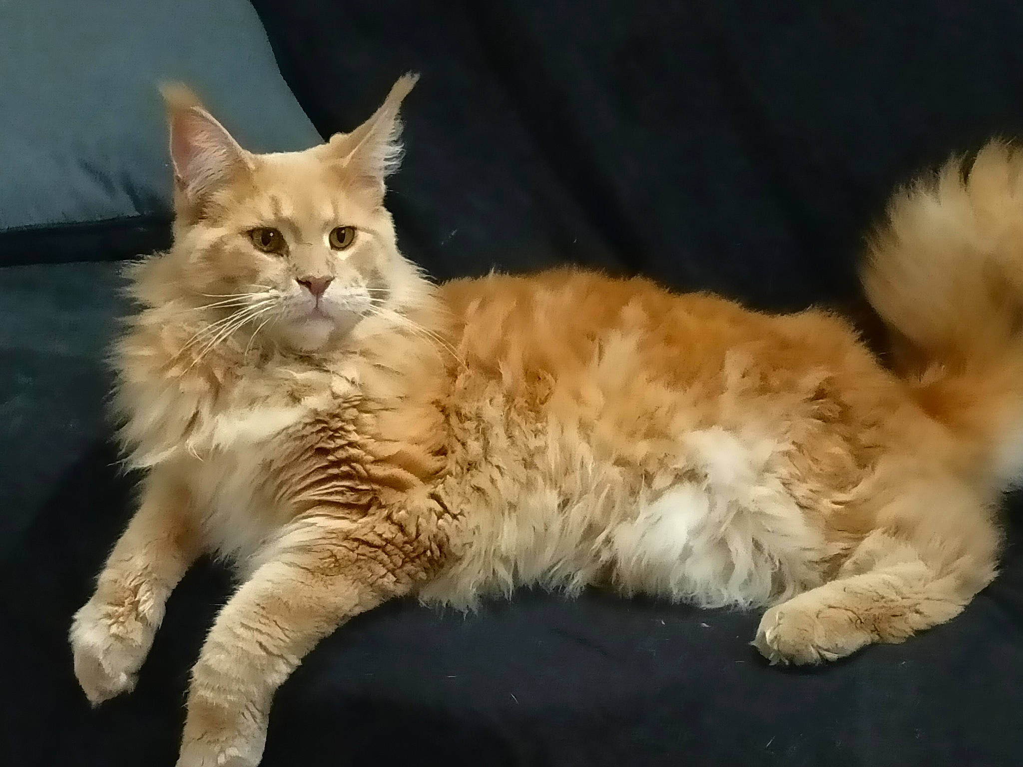 Ron a rejoint le concours — aidez-le/la à gagner de superbes lots ! carnivore, cat, claw, comfort, domestic_short_haired_cat, event, fawn, felidae, fur, gesture, nap, paw, sitting, small_to_medium_sized_cats, snout, tail, terrestrial_animal, whiskers, wildlife