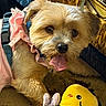 dog, puppy, small_dog, fluffy, tan_fur, pink_outfit, bow, collar, harness, sitting, lying_down, pet, cute, portrait, indoor, blanket, couch, plush_toy, bee_toy, cozy