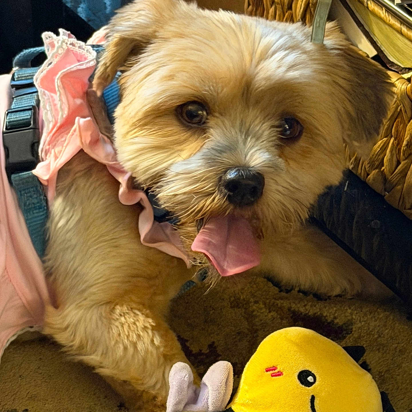 Precious
