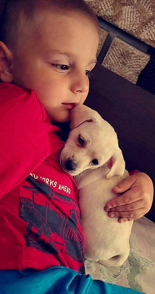 Thiago participe au concours pour gagner de l'argent avec cette photo : canidae, carnivore, child, comfort, companion_dog, dog, dog_breed, fawn, fur, happy, nose, paw, person, puppy, puppy_love, sitting, skin, snout, sporting_group, toddler