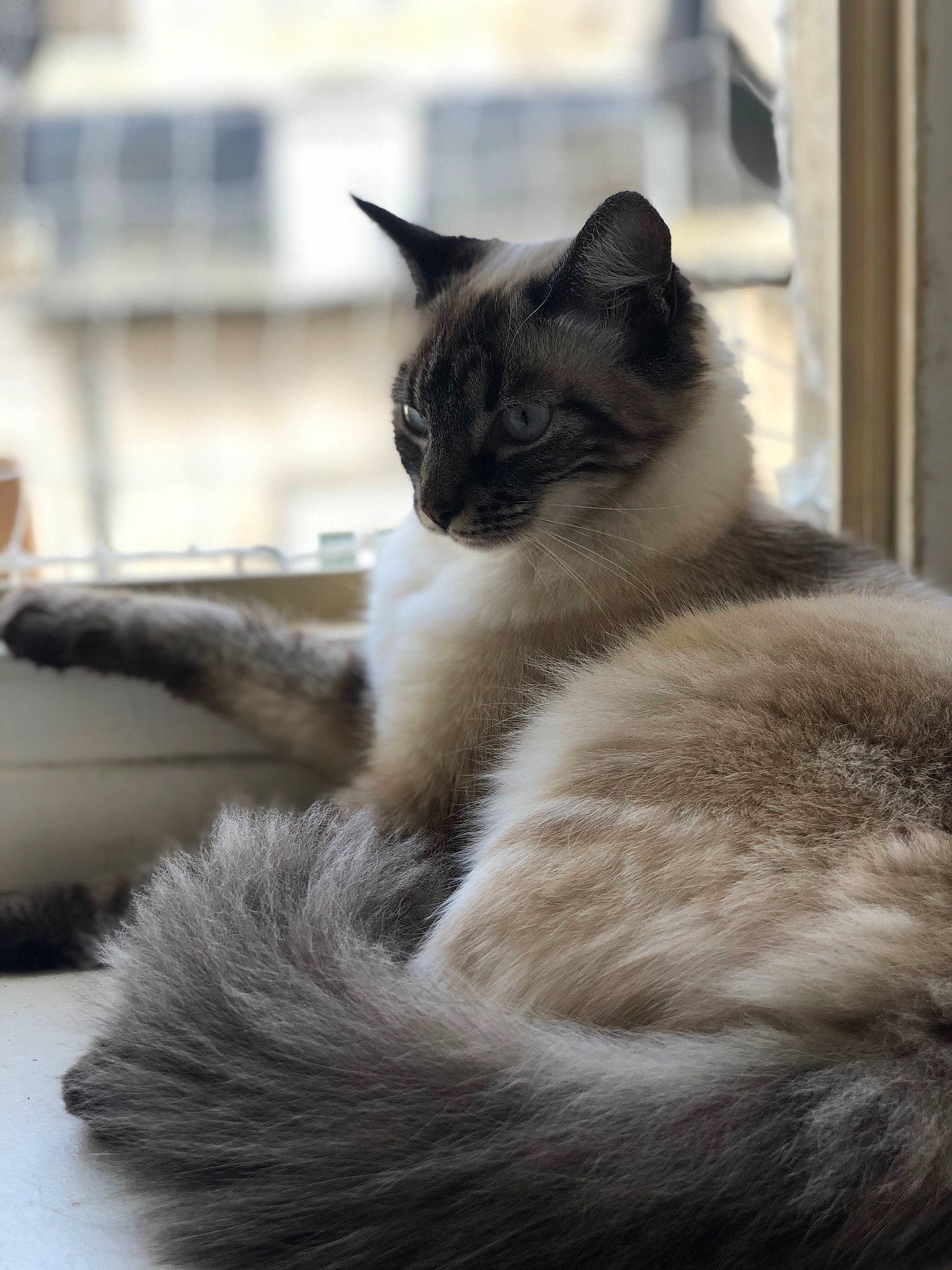 Raja a rejoint le concours — aidez-le/la à gagner de superbes lots ! carnivore, cat, cat_furniture, comfort, domestic_short_haired_cat, eye, fawn, felidae, fur, grey, human_leg, monochrome_photography, paw, small_to_medium_sized_cats, snout, tail, terrestrial_animal, whiskers, wildlife, window