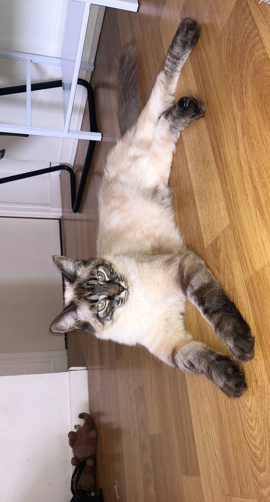 Raja participe au concours pour gagner de l'argent avec cette photo : balinese, canidae, carnivore, cat, claw, dog_breed, domestic_short_haired_cat, fawn, felidae, flooring, fur, hardwood, paw, small_to_medium_sized_cats, snout, tail, whiskers, wood, wood_flooring, wood_stain