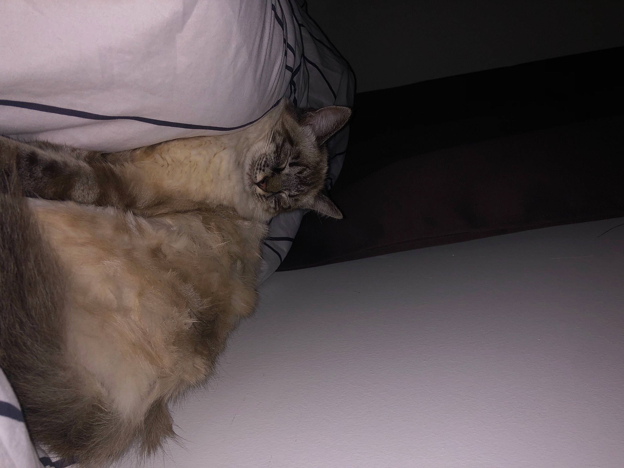 Raja participe au concours pour gagner de l'argent avec cette photo : bat, brown, carnivore, cat, claw, comfort, dog_breed, fawn, felidae, fur, grey, linens, liver, natural_material, small_to_medium_sized_cats, tail, whiskers