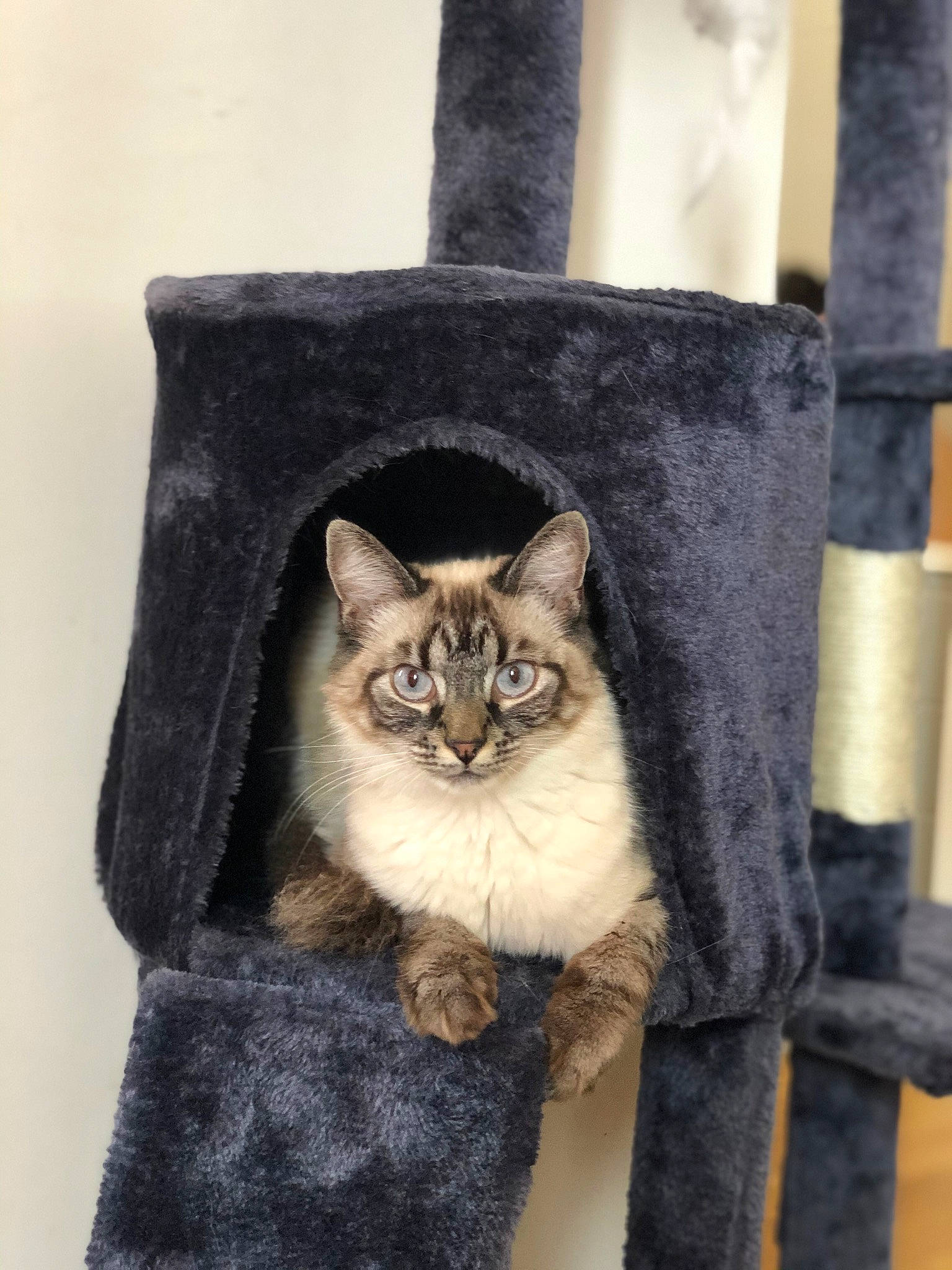 Raja a rejoint le concours — aidez-le/la à gagner de superbes lots ! canidae, carnivore, cat, cat_furniture, cat_supply, domestic_short_haired_cat, fashion_accessory, fawn, felidae, fur, grey, small_to_medium_sized_cats, snout, tail, top, whiskers, window