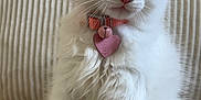 Marie is registered to the contest to win money with this photo: animal, bell, blue_eyes, carpet, cat, close_up, curious, cute, domestic_cat, feline, furry, heart_tag, indoor, kitten, pet, pet_collar, pink_collar, sitting, white_fur, young_cat
