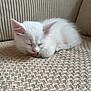 animal, beige, cat, close_up, couch, cozy, cute, domestic, feline, fur, indoor, kitten, pet, resting, sleeping, small, soft, texture, tongue_out, white_fur