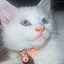 Marie is registered to the contest to win money with this photo: animal, bell, blue_eyes, cat, close_up, collar, curious, cute, domestic_cat, feline, fluffy, indoor, kitten, pet_tag, pink_nose, resting, soft_fur, whiskers, white_fur, young_cat