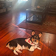Cooper is registered to the contest to win money with this photo: bandana, clock, coffee_table, corgi, decor, dog, door, flooring, furniture, home, indoor, leather_chair, living_room, pet, relaxed, rug, sunlight, television, window, wooden_floor