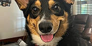 Cooper joined the competition — help win amazing prizes! animal, black, blinds, brown, collar, corgi, cute, dog, ears, fur, furniture, happy, indoor, living_room, pet, photo_frame, smiling, tongue_out, white, window