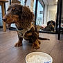Ary participe au concours pour gagner de l'argent avec cette photo : dog, dachshund, pet, indoor, wooden_floor, bowl, food, reflection, mirror, harness, brown_dog, cute, animal, floor, domestic, canine, closeup, fur, small_dog, living_room