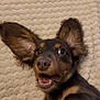 dog, puppy, ears, happy, smiling, carpet, brown, black, fur, pet, animal, cute, lying_down, closeup, playful, expression, indoor, texture, muzzle, teeth