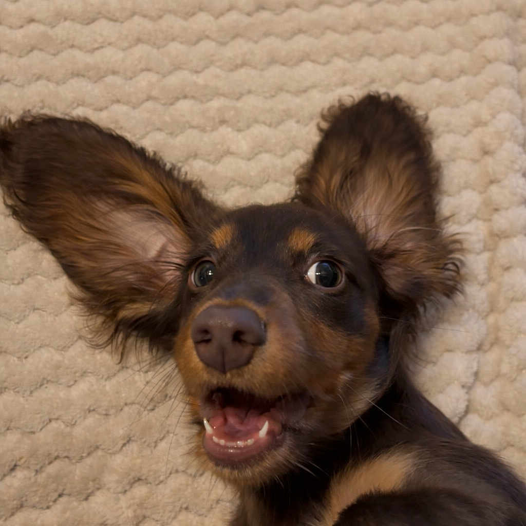 Ary participe au concours pour gagner de l'argent avec cette photo : animal, black, brown, carpet, closeup, cute, dog, ears, expression, fur, happy, indoor, lying_down, muzzle, pet, playful, puppy, smiling, teeth, texture