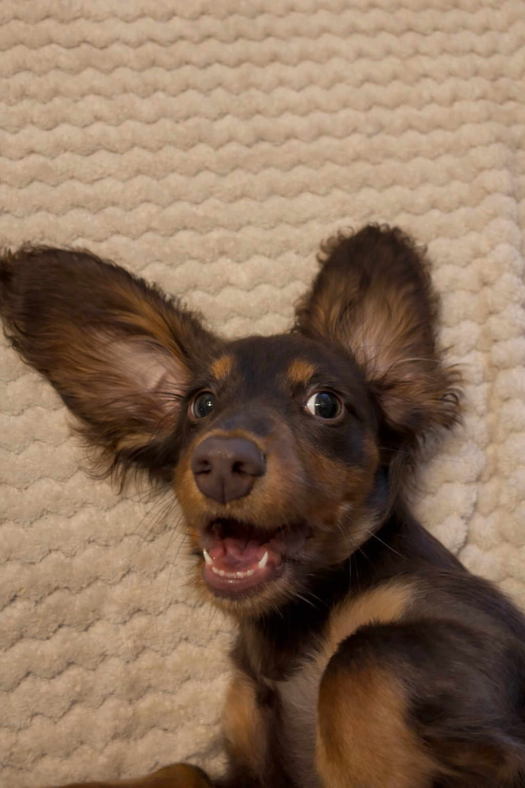 Ary participe au concours pour gagner de l'argent avec cette photo : dog, puppy, ears, happy, smiling, carpet, brown, black, fur, pet, animal, cute, lying_down, closeup, playful, expression, indoor, texture, muzzle, teeth