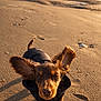 Ary a rejoint le concours — aidez-le/la à gagner de superbes lots ! dog, puppy, beach, sand, ocean, waves, sunlight, outdoor, animal, pet, ears, walking, jacket, brown, cute, nature, coast, shore, playful, canine