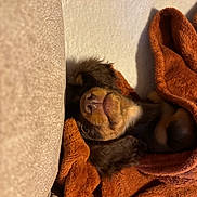 Ary a rejoint le concours — aidez-le/la à gagner de superbes lots ! dog, puppy, blanket, brown, snuggled, cozy, couch, sleepy, fur, pet, cute, indoors, resting, comfort, warm, relaxed, animal, soft, closeup, brown_fur