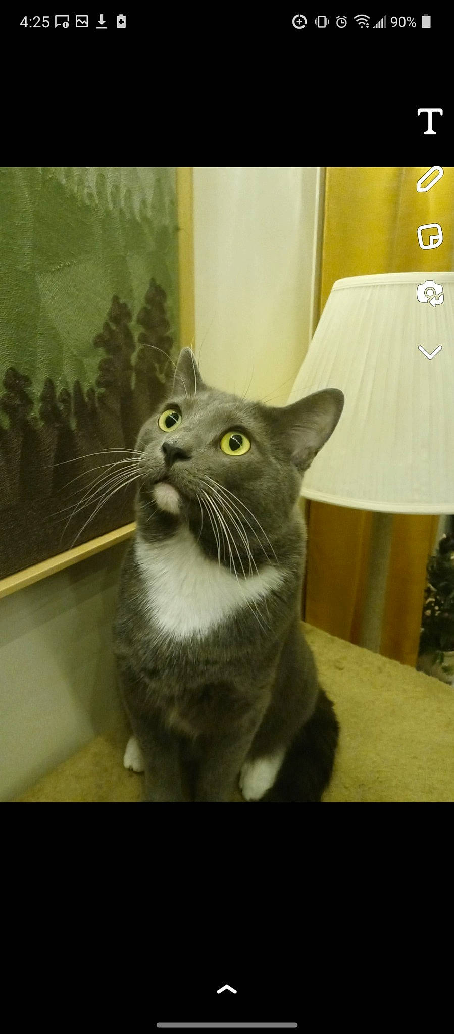 Rooster is registered to the contest to win money with this photo: box, carnivore, cat, domestic_short_haired_cat, felidae, fur, grey, paw, russian_blue, small_to_medium_sized_cats, snout, tail, terrestrial_animal, whiskers, window