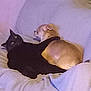 animal, black_cat, brown_dog, cat, companions, couch, cozy, cute, dog, domestic_animal, friendship, fur, home, indoor, paw, pet, relaxed, resting, sleepy, soft_lighting