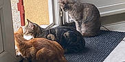 Mmm a rejoint le concours — aidez-le/la à gagner de superbes lots ! cat, cats, indoor, door, rug, tile_floor, orange_cat, tabby_cat, gray_cat, curious, pets, animal, companions, three_animals, looking_outside, home_interior, quiet, resting, side_view, natural_light