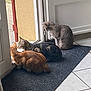 cat, cats, indoor, door, rug, tile_floor, orange_cat, tabby_cat, gray_cat, curious, pets, animal, companions, three_animals, looking_outside, home_interior, quiet, resting, side_view, natural_light