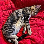 Mmm participe au concours pour gagner de l'argent avec cette photo : cat, tabby_cat, sleeping, resting, red_blanket, quilted_blanket, pet, animal, fur, whiskers, indoor, cozy, relaxation, cute, paw, tail, striped, domestic_cat, mammal, feline