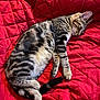 cat, tabby_cat, sleeping, resting, red_blanket, quilted_blanket, pet, animal, fur, whiskers, indoor, cozy, relaxation, cute, paw, tail, striped, domestic_cat, mammal, feline