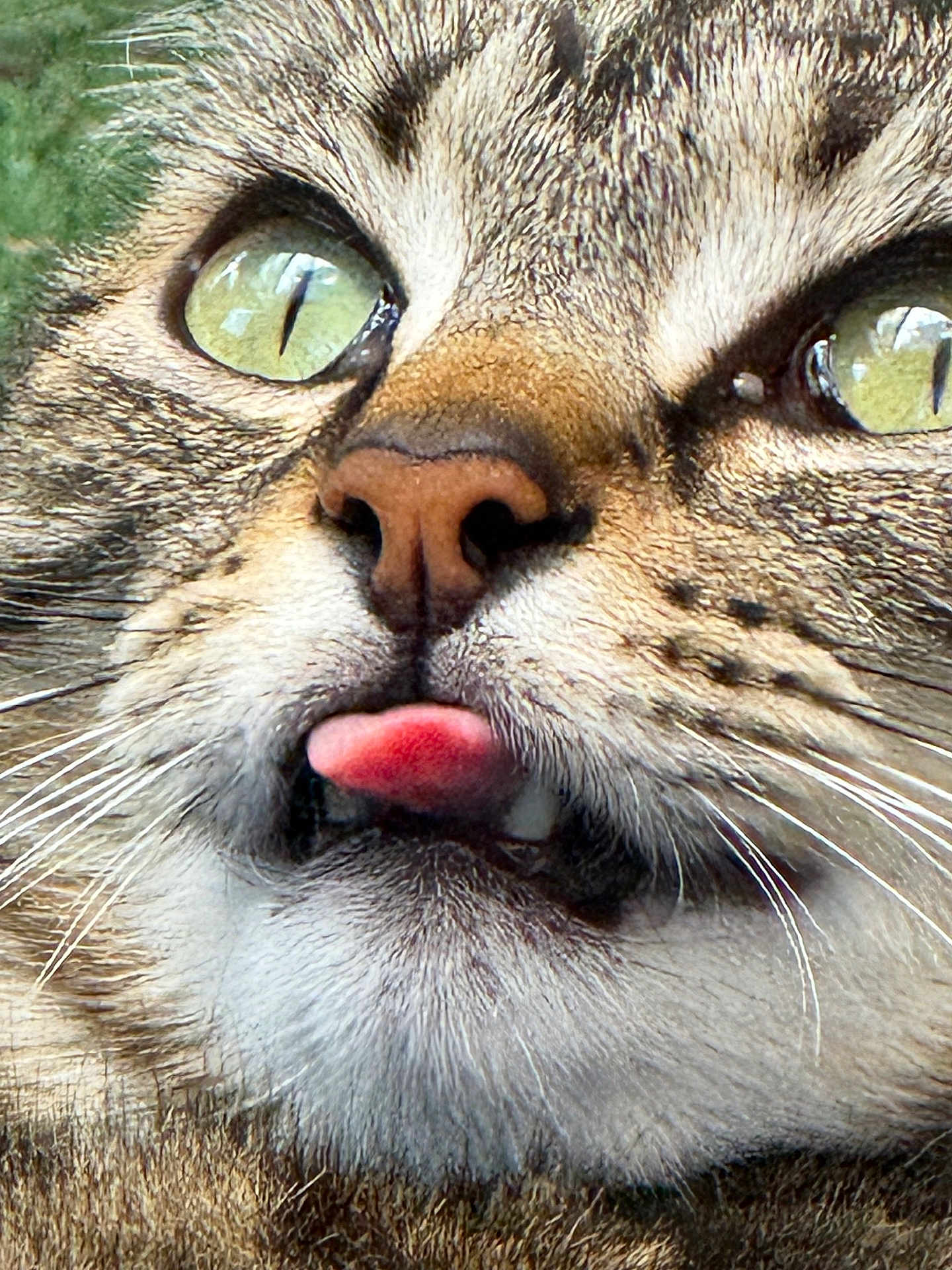 Mmm participe au concours pour gagner de l'argent avec cette photo : cat, tabby, close_up, green_eyes, tongue_out, whiskers, fur, animal, pet, cute, face, muzzle, nose, portrait, feline, domestic_cat, expression, nature, closeup, playful