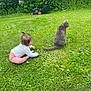 Mmm a rejoint le concours — aidez-le/la à gagner de superbes lots ! toddler, child, cat, grass, lawn, greenery, outdoor, nature, lawnmower, bushes, pet, animal, curious, sitting, playing, casual, daylight, young_child, gray_cat, garden
