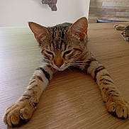 Lilou a rejoint le concours — aidez-le/la à gagner de superbes lots ! cat, tabby, sleepy, stretching, wooden_table, indoor, pet, animal, feline, whiskers, paws, ears, fur, relaxed, closeup, natural_light, window, curtain, home, resting