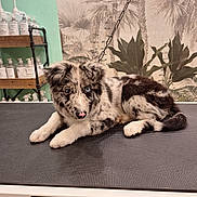 Venon a rejoint le concours — aidez-le/la à gagner de superbes lots ! puppy, dog, merle, heterochromia, grooming_table, indoor, bottles, shelf, plant_wallpaper, black_and_white, fur, ears, nose, eyes, laying, pet, animal, cute, resting, chain