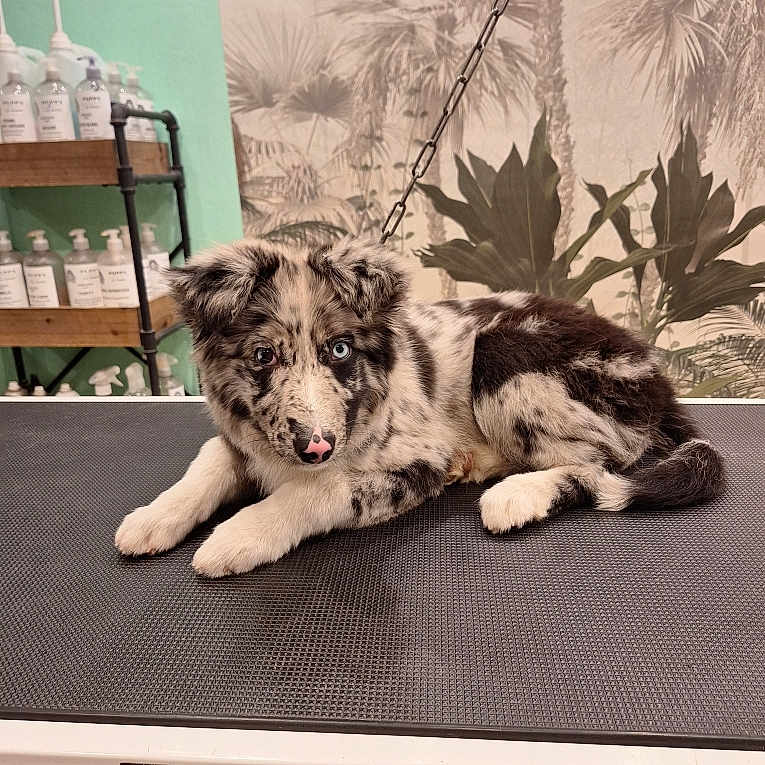 Venon a rejoint le concours — aidez-le/la à gagner de superbes lots ! animal, black_and_white, bottles, chain, cute, dog, ears, eyes, fur, grooming_table, heterochromia, indoor, laying, merle, nose, pet, plant_wallpaper, puppy, resting, shelf