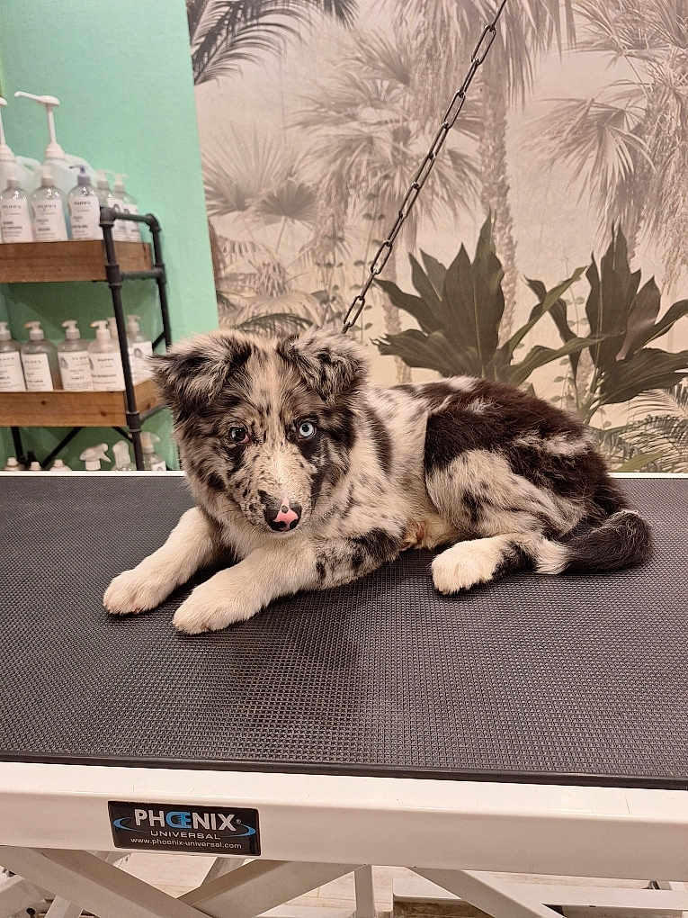 Venon a rejoint le concours — aidez-le/la à gagner de superbes lots ! puppy, dog, merle, heterochromia, grooming_table, indoor, bottles, shelf, plant_wallpaper, black_and_white, fur, ears, nose, eyes, laying, pet, animal, cute, resting, chain